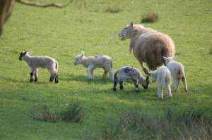 FARMING NEWS – Improving the future of pasture-based livestock systems