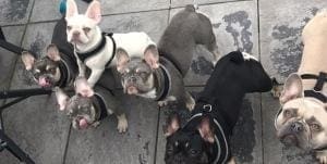 NEWS UPDATE – PUBLIC APPEAL AFTER ROBBERY INCLUDES ELEVEN STOLEN DOGS!