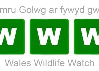 Wales Wildlife Walks – April – June