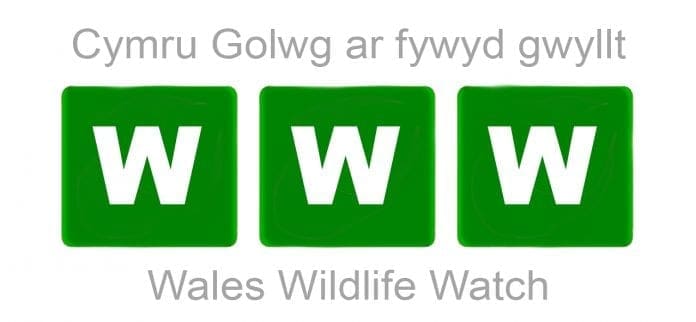 Wales Wildlife Watch