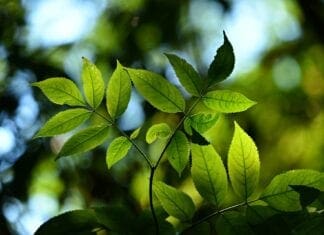 Llandybie Community Council Declares Nature Emergency