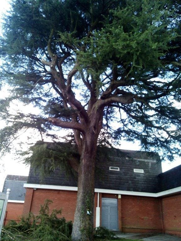 Ammanford-Cedar-Tree