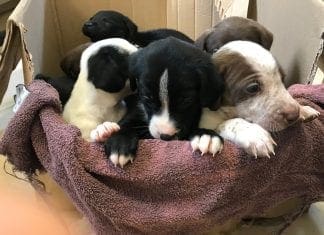 Nine Puppies Abandoned In Llanelli 2 Days Before Christmas Pics credit Many Tears Animal Rescue