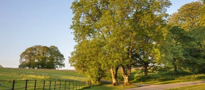 dinefwr park