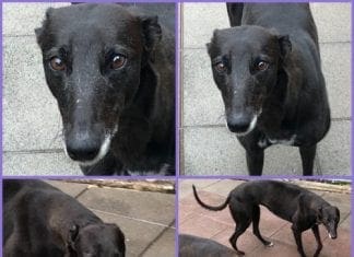 Meet The Dogs At Many Tears, Can You Re-Home Cosy Rosy?