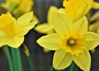 A Silent St David’s Day In Llanelli