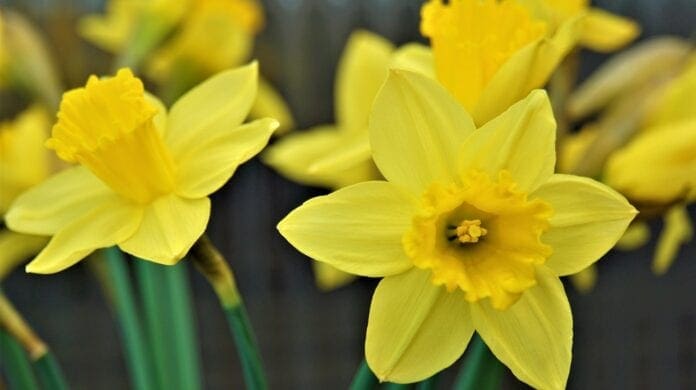 Daffodils