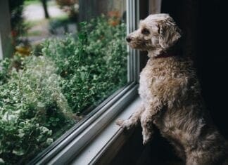 Attempted Dog Theft In Llanelli