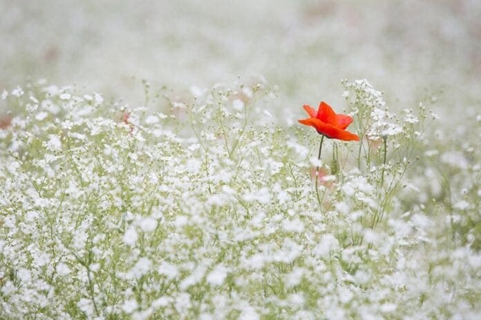 babies breath red poppy