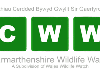 Walks/Litter picks March Update