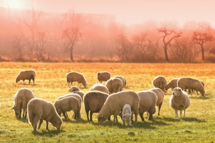 livestock