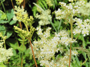 Llanelli Naturalists – Watch Out For Wildlife