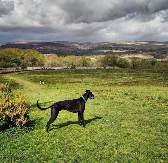 A rescue dog surveys the view at Hillcrest, near Garnan