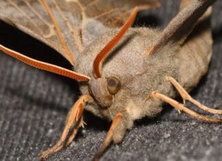 Llanelli Naturalists – Getting Up Close With Moths