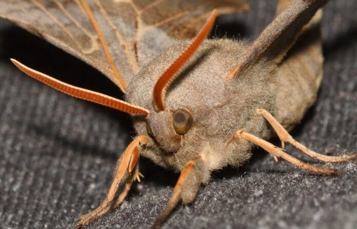Poplar Hawk
