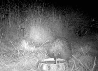 Llanelli Naturalists – Looking For Hedgehogs