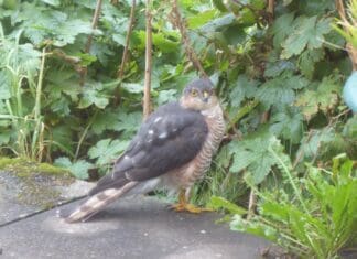 Llanelli Naturalists – Things With Wings