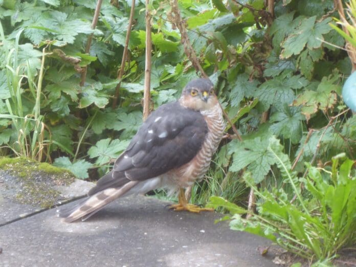 sparrowhawk male