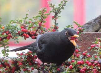 Llanelli Naturalists – Hedge-ucation