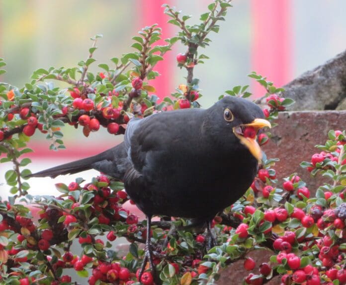 use w llanelli naturalists december (1)