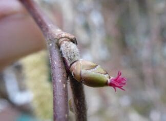Llanelli Naturalists – Tree-Mendous