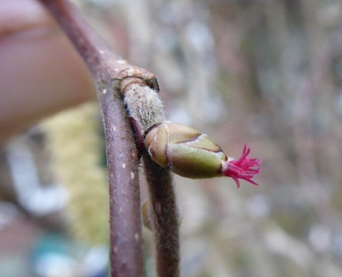 Hazel - F flower