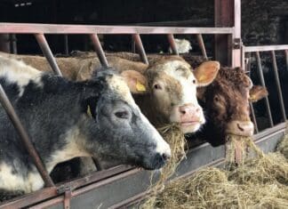 FUW Urges Major Retailers To Continue Their Support Of Uk And Welsh Produce In Light Of Developing Circumstances
