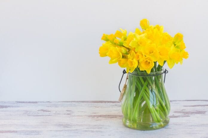 FUW Daffodils
