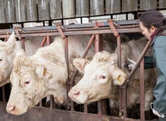 FUW Urges Caution Over Recent Welsh Bovine TB Proposals
