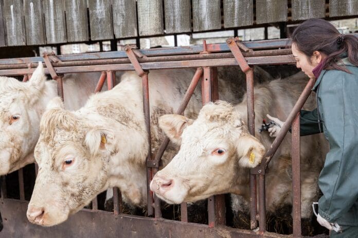 tb testing cows