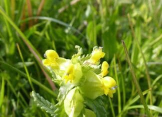 Llanelli Naturalists – Springing Forward