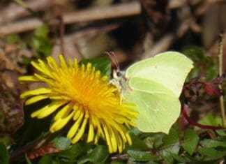 Llanelli Naturalists – Fluttering By