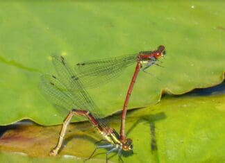 Llanelli Naturalists – Damsels In Distress