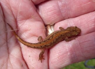 Llanelli Naturalists – And Now For The Newts…
