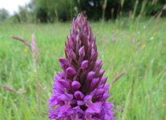 Llanelli Naturalists – Orchid, Or What!
