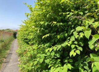 Residents’ Knotweed Misery