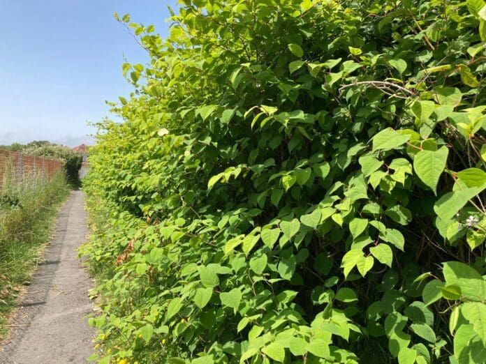 japanese knotweed 1
