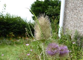Llanelli Llanelli Naturalists – Just Teaseling!
