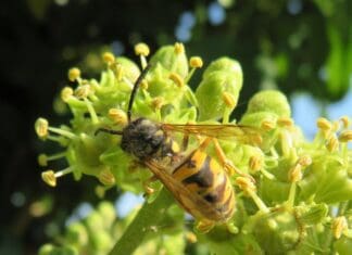 Llanelli Naturalists – Wasp Happening?
