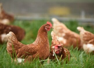 Poultry Unit Rejected
