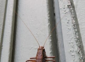 Llanelli Naturalists – Anyone For Cricket?