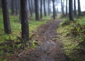 Trail Hunting Ban