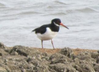 Llanelli Naturalists – Wader Minute!