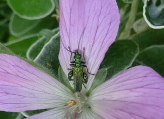 Llanelli Naturalists – Beetling About