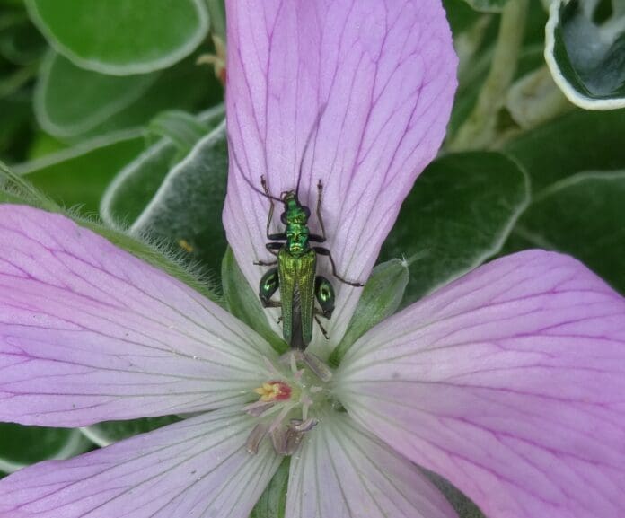Swollen-thighed beetle