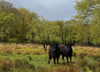 Farmers In Wales Are Part Of The Solution To Tackling Climate Emergency FUW President Stresses