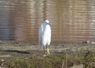 Llanelli Naturalists – No Egrets