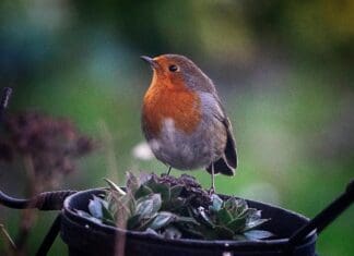 Have a flying start to the year with Carmarthen Garden Centre and the Big Garden Birdwatch