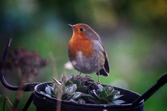 Robin-BGBW