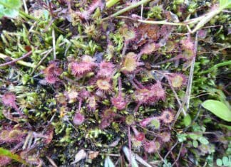 Llanelli Naturalists – Getting Bogged Down